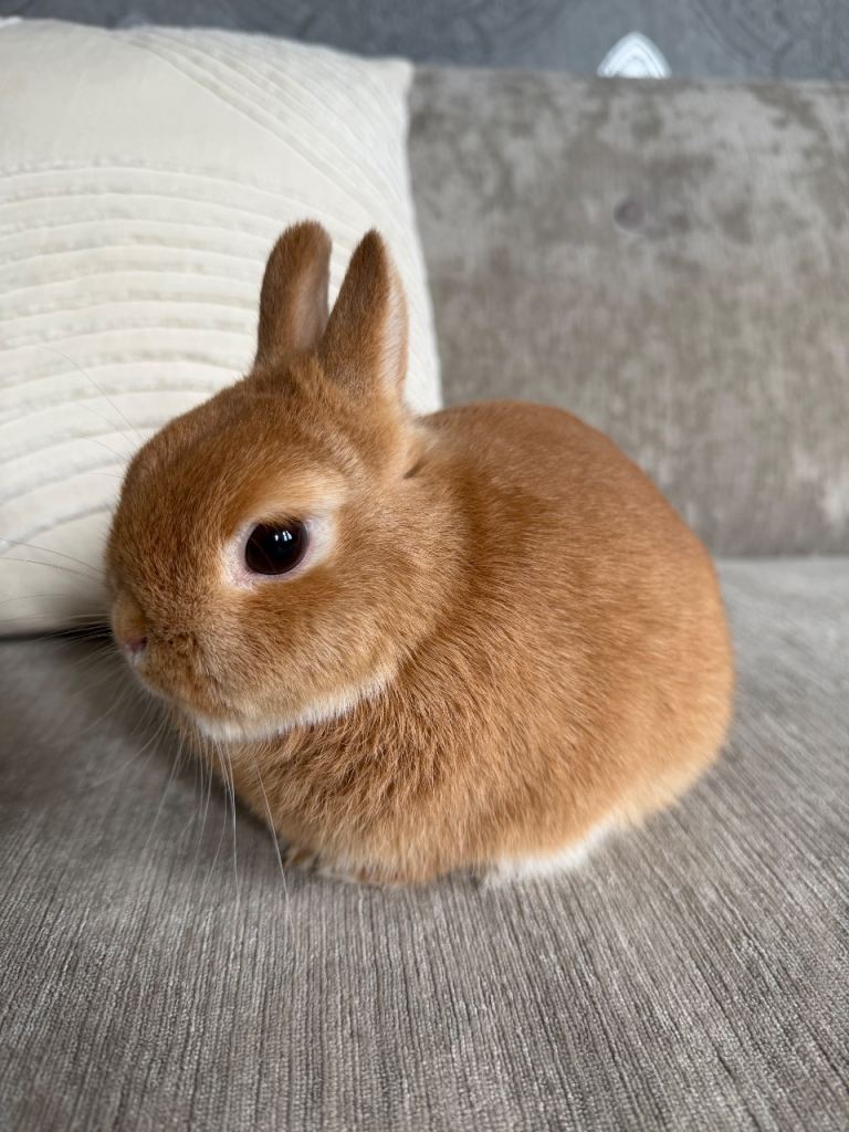 Netherland dwarf rabbit 