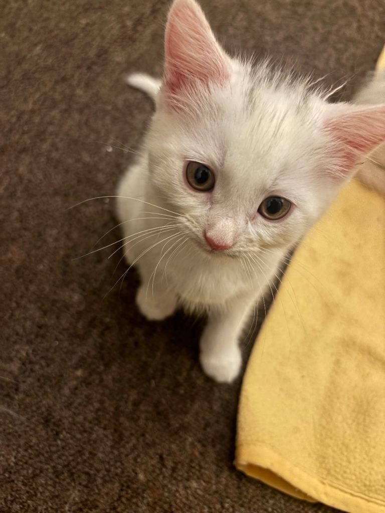 Female White kitten 