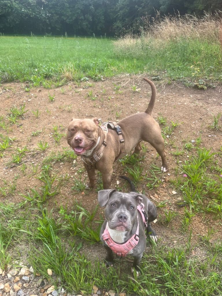 pocket bully x frenchie puppies 