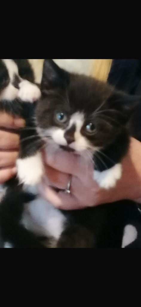 Kittens for sale