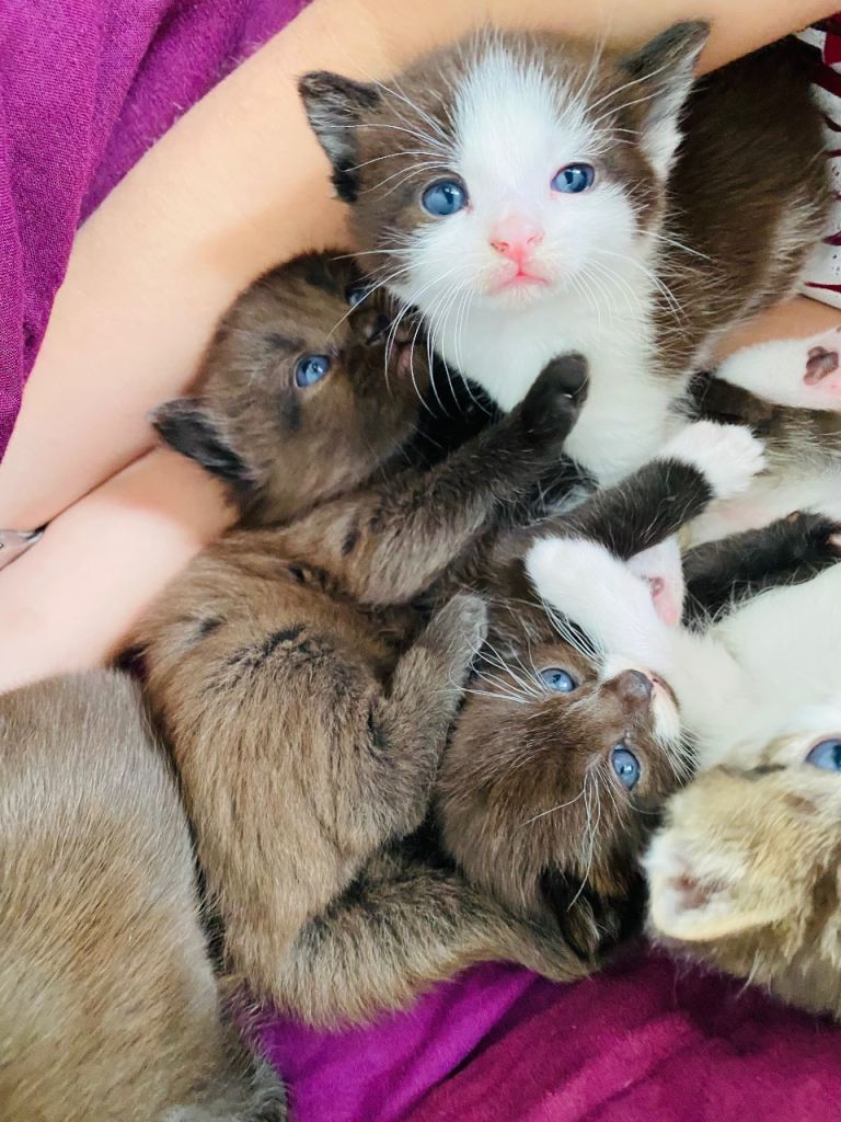 Beautiful bunch of kittens