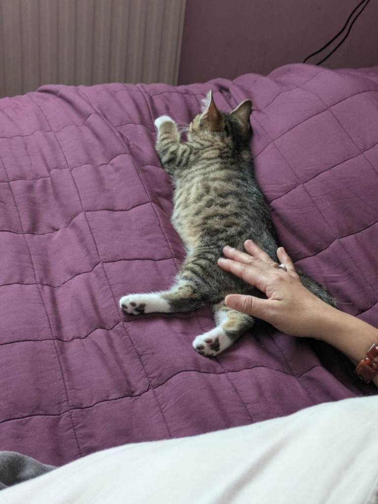 TABBY CAT