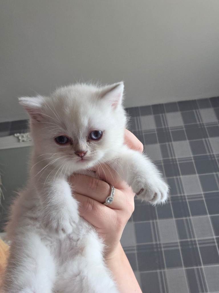 Only 1 remaining White British Short hair kittens ready to go today! 