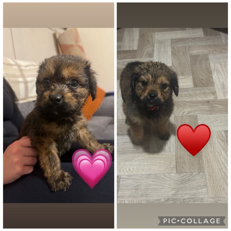 Rottweiler cross puppies