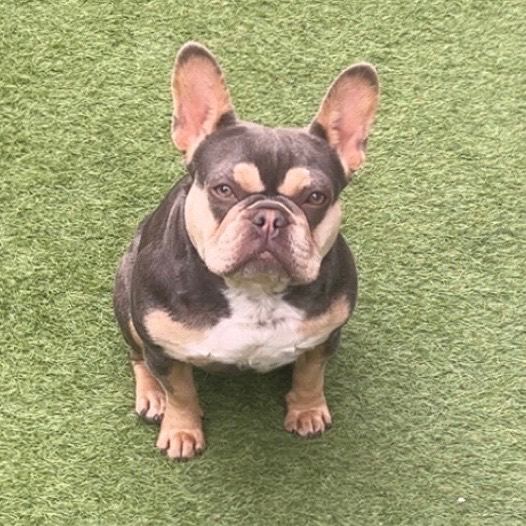 Female French bulldog 