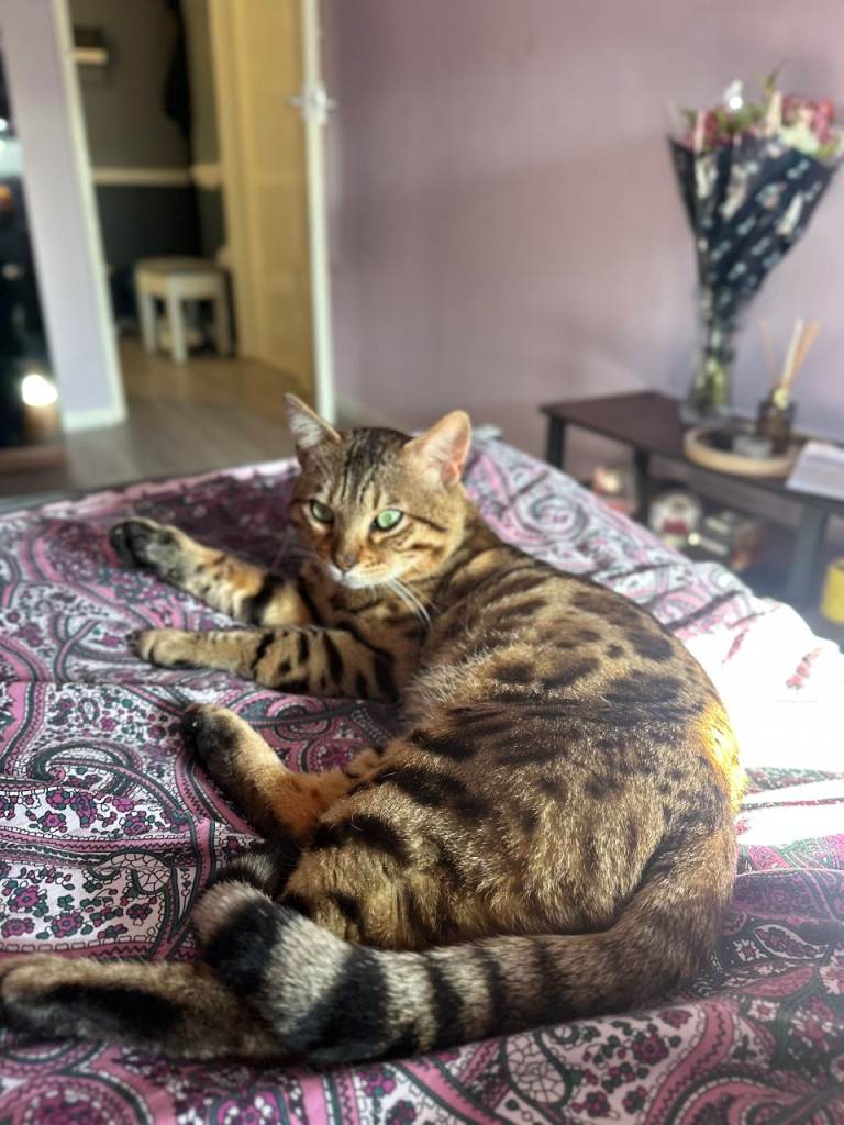 Bengal cat 2 years old. (Neutered)
