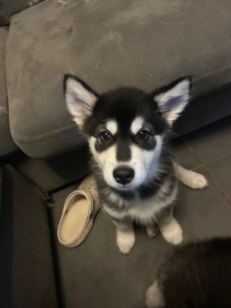 Alaskan malamute female puppy 