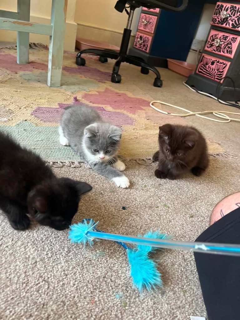 Kittens Mixed Breed British shorthair 