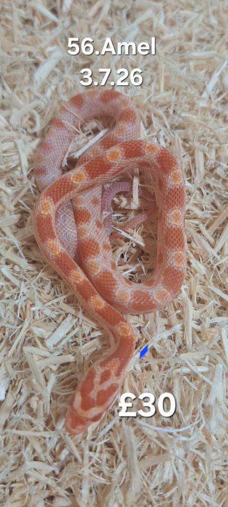 Hatchling Cornsnakes now ready