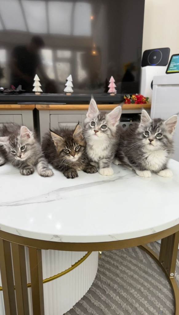 (Only TWO LEFT) Purebred Maine Coon Kittn girls