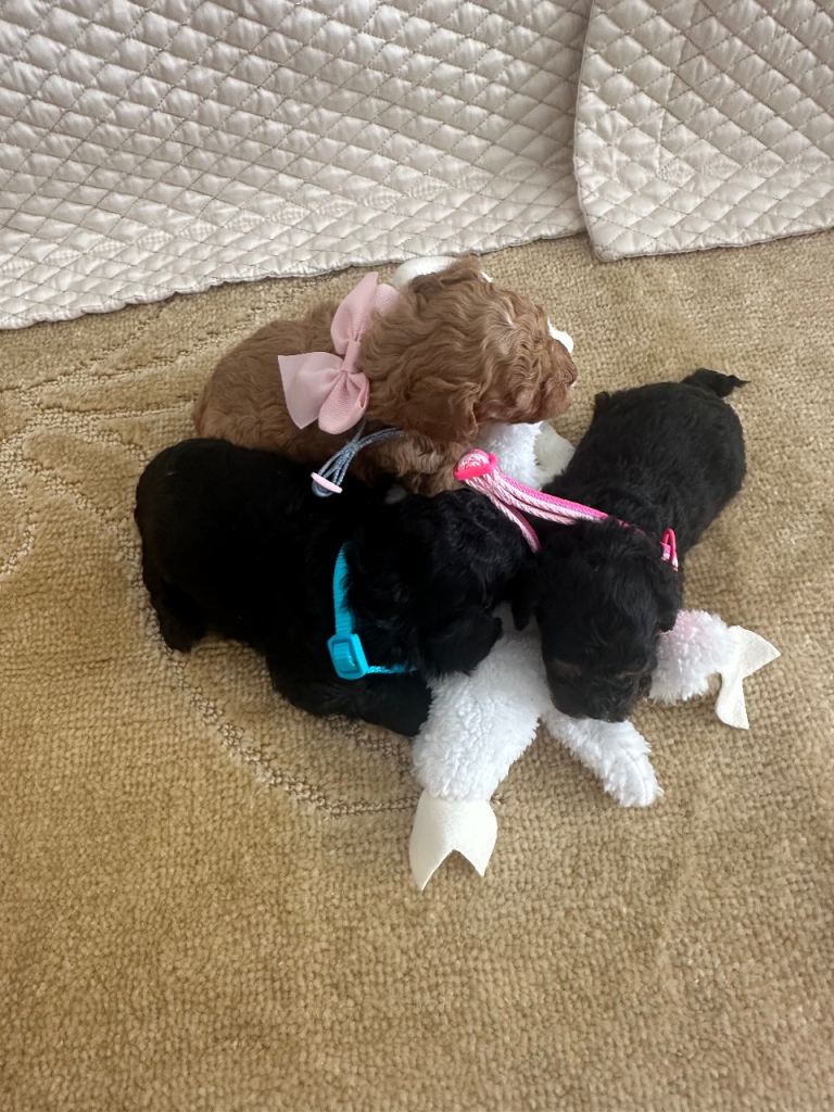 Beautiful cockapoo puppies 