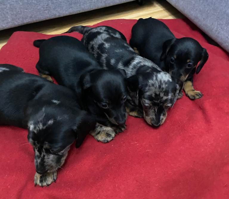 Miniature Dachshund Puppies