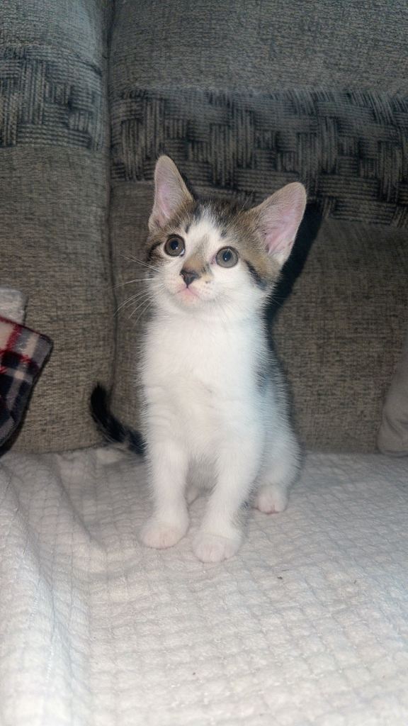 LAST WHITE BOY KITTEN LITTER TRAINED