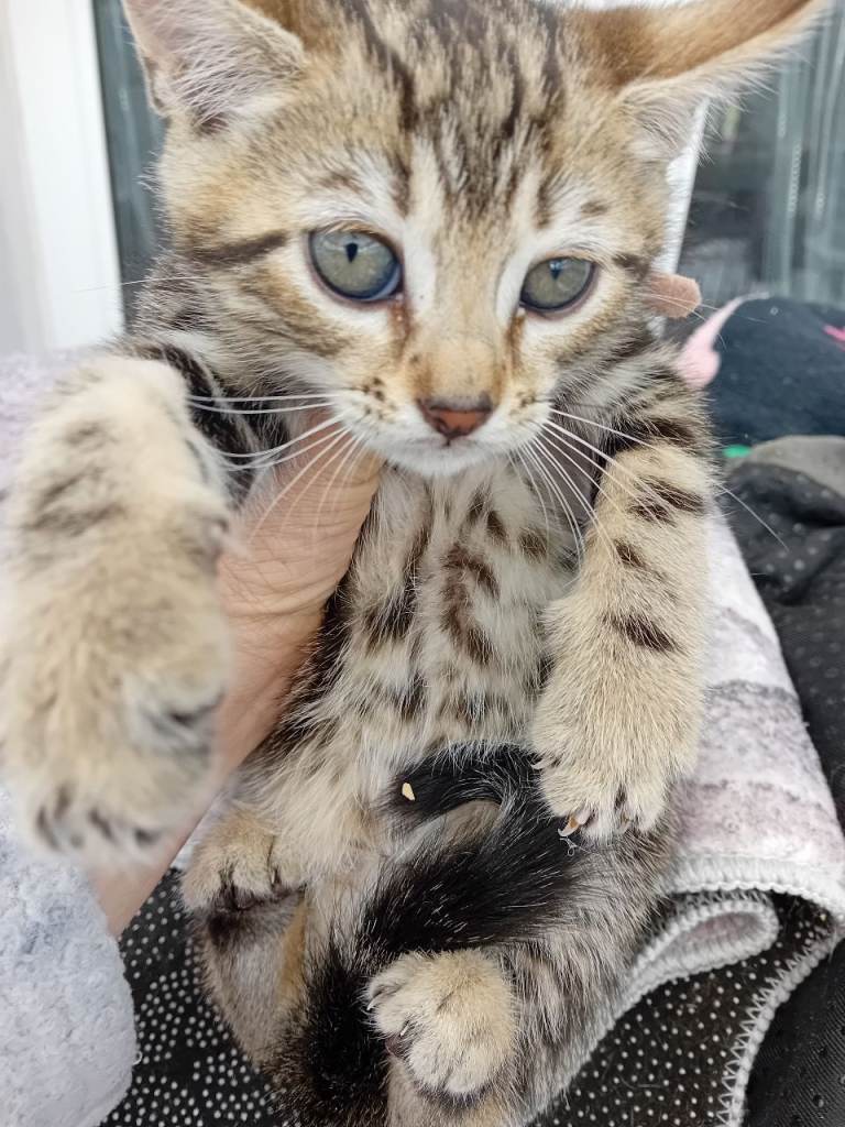 7 amazing Bengal kittens for sale 