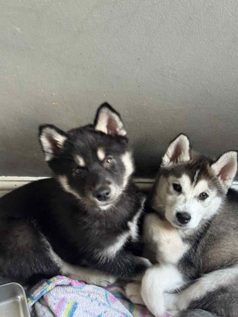 Husky Puppies Ready to go! 2 left
