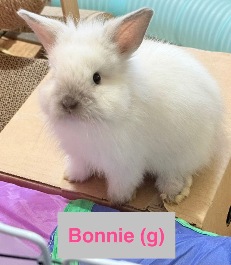 Double Maned Lionhead Babies 