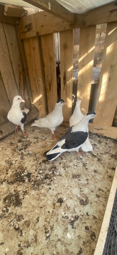 Beautiful young Afgan pigeon ,Polish chicken pair , Brahma pair available read priceSeparate