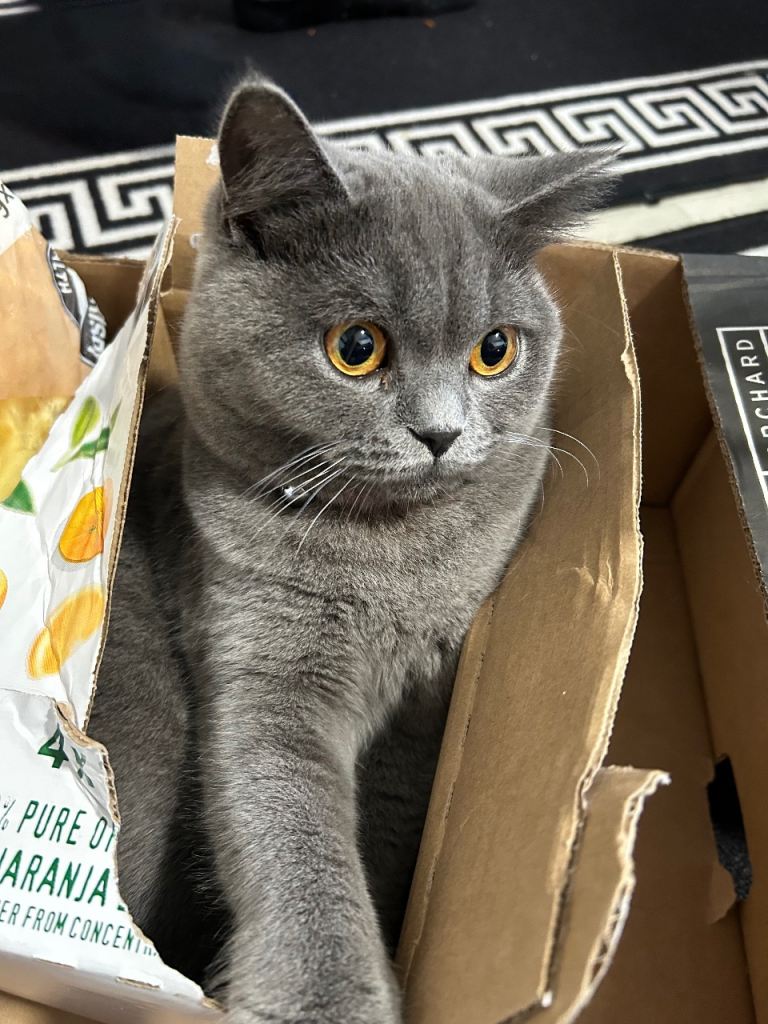 1 year old female British Shorthair  