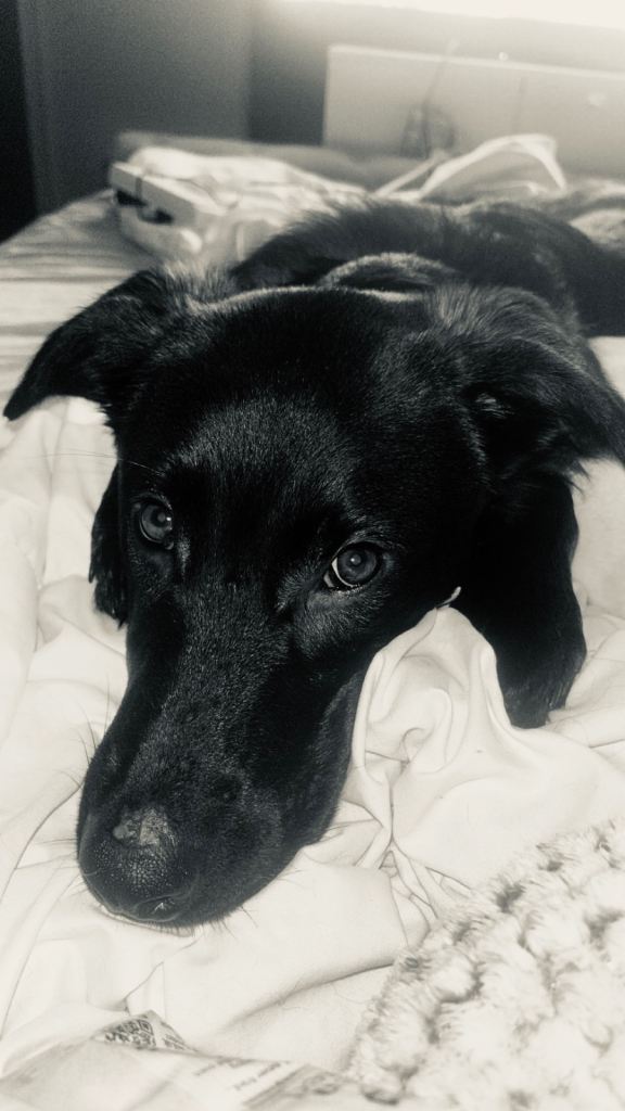 german shepherd mix for rehome