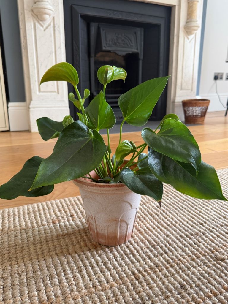 Bergs pot, Fleur pot, 16cm