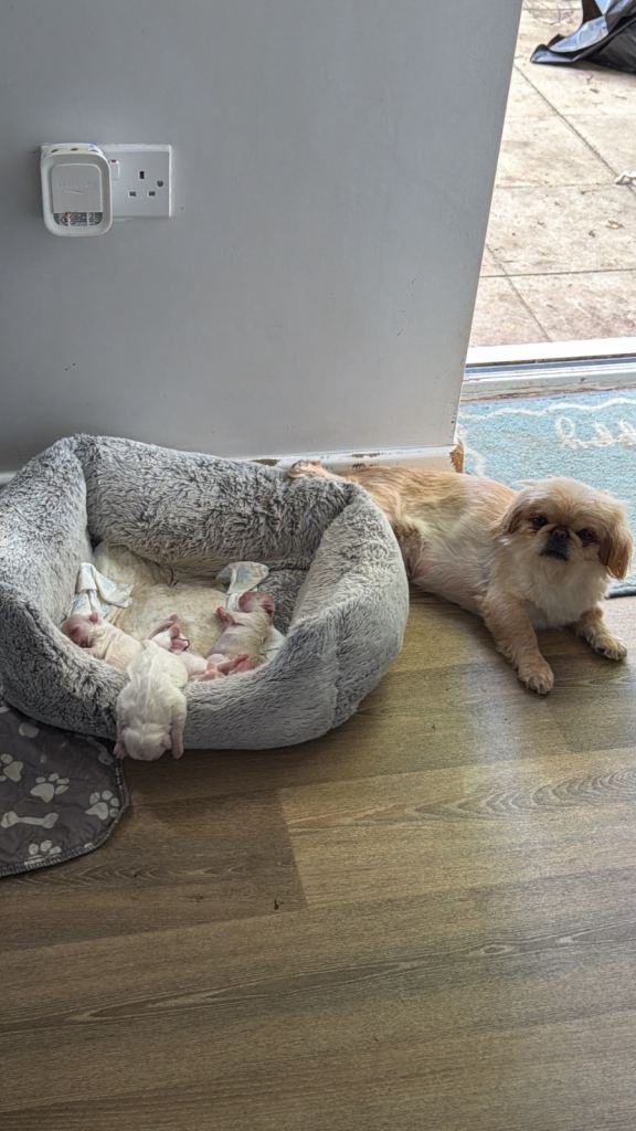 Pekingese Puppies Ready Soon