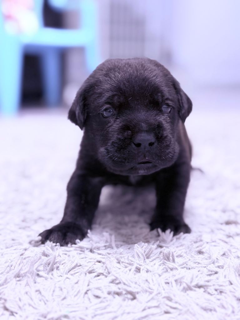 Cane corso puppies looking for new family