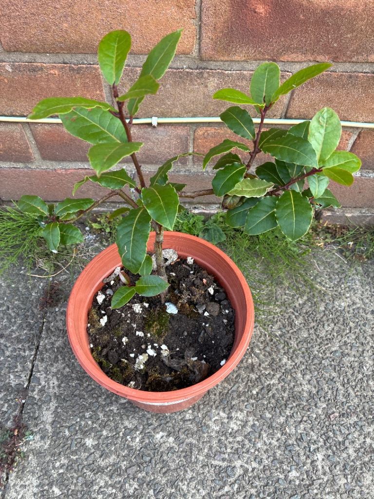 Healthy Bay Tree Plant in Pot – Good Condition