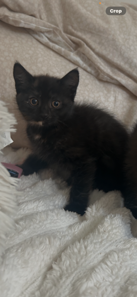 Fluffy Bombay cross kittens 