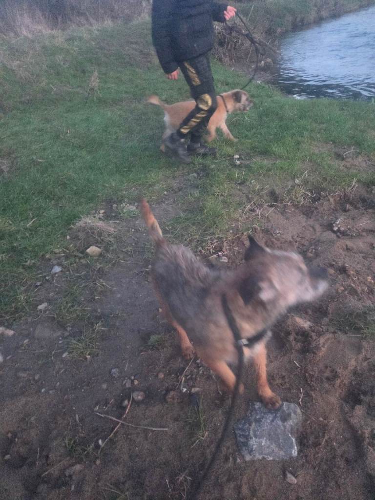 Pair of border terriers