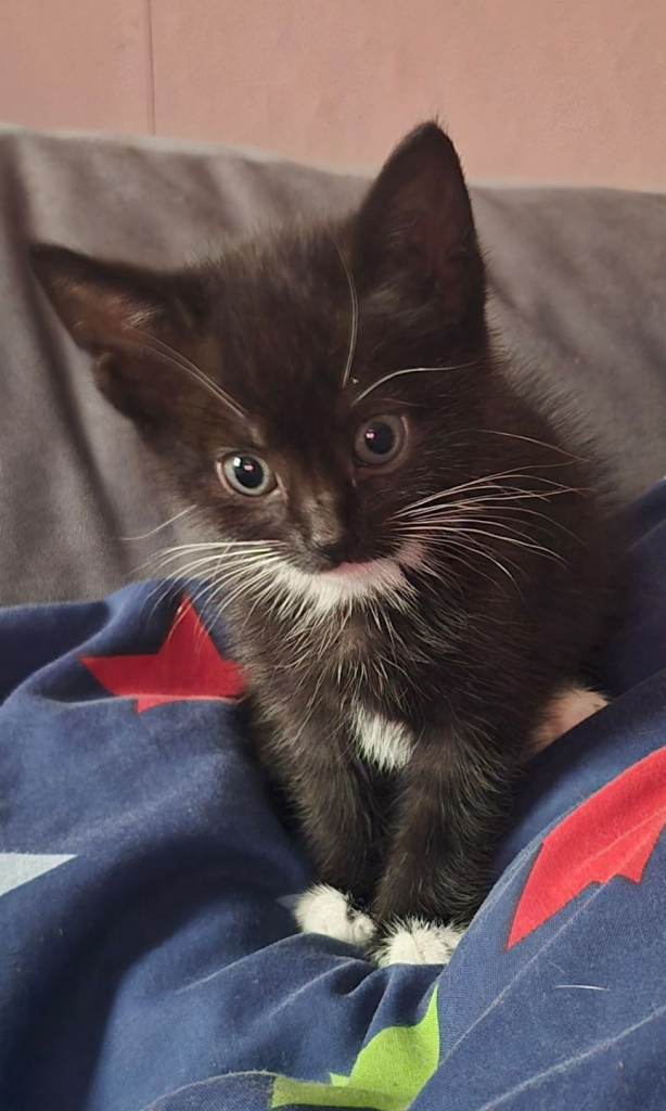 Kitten for sale
