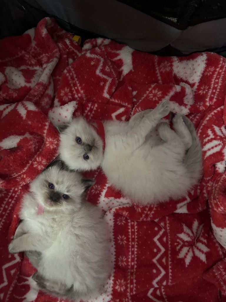 Pure breed RagDoll kittens 