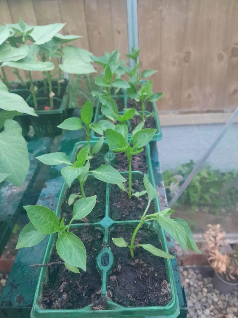 Pepper plants ( long pointed )
