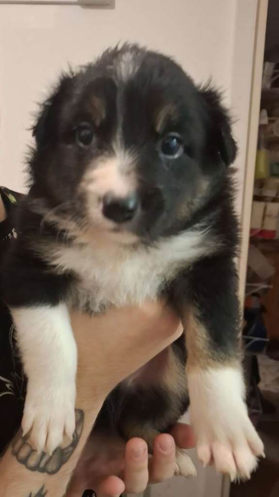 Stunning border collie pups