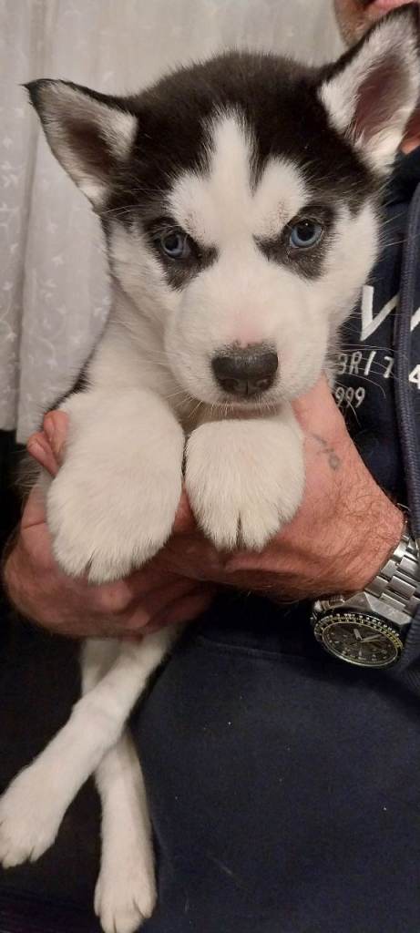 Siberian Husky puppies 