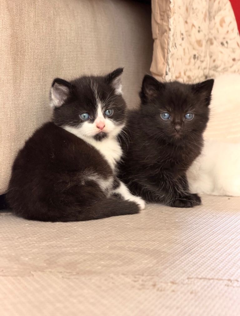 SEE DESCRIPTION- Maincoon X Kittens for sale 