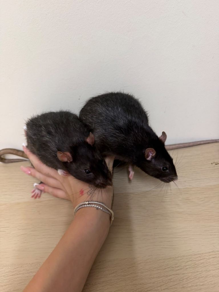 Two male rats 