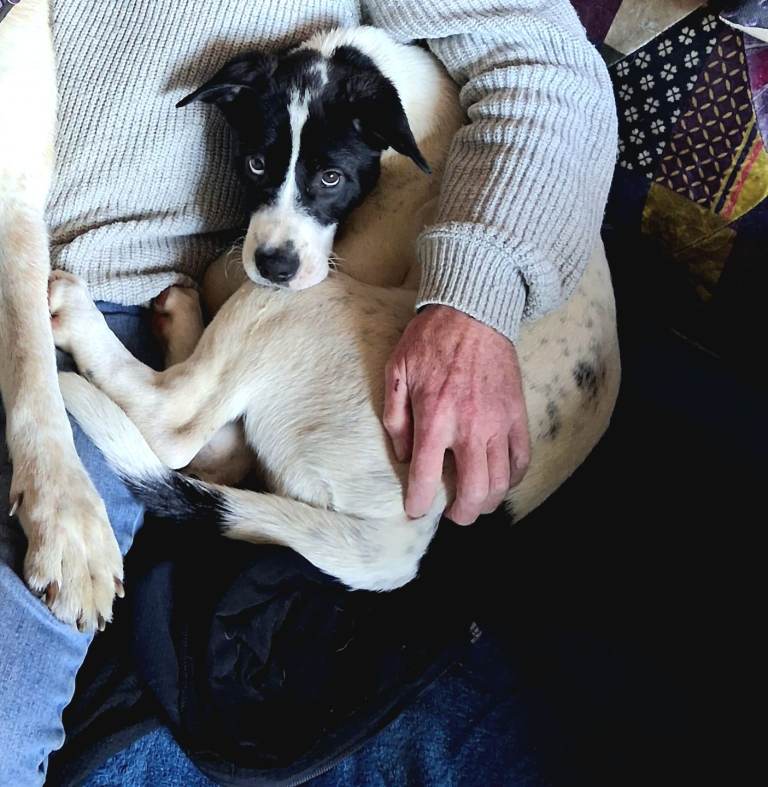 Akita staffie cross for sale EH54