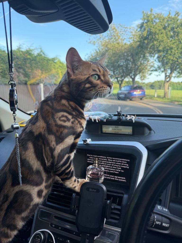 Bengal male 