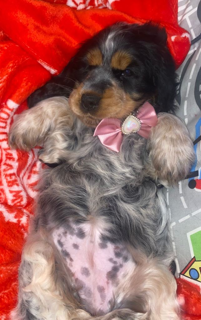 Beautiful showline cocker spaniel for sale 