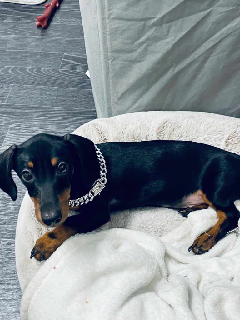Mini dachshund 