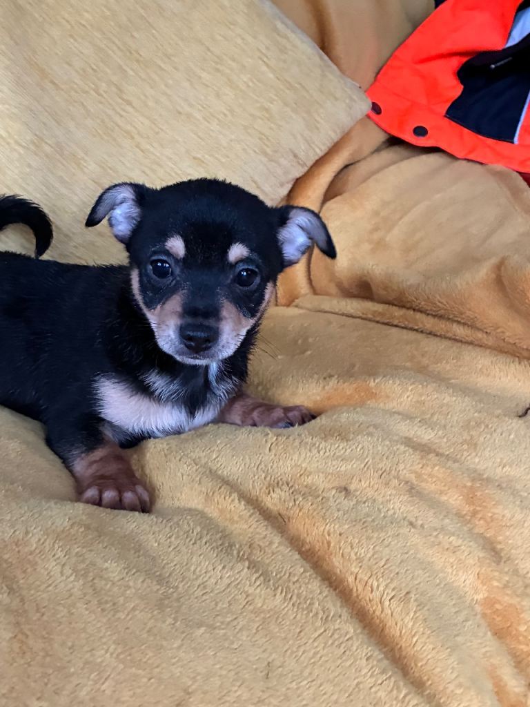 image for Beautiful Chihuahua Boy for Sale