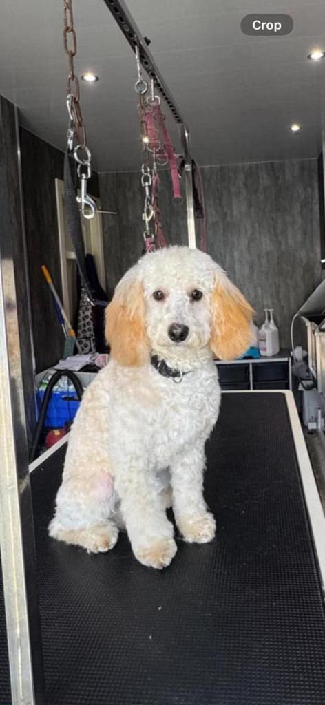 Toy Poodle (Teddy)
