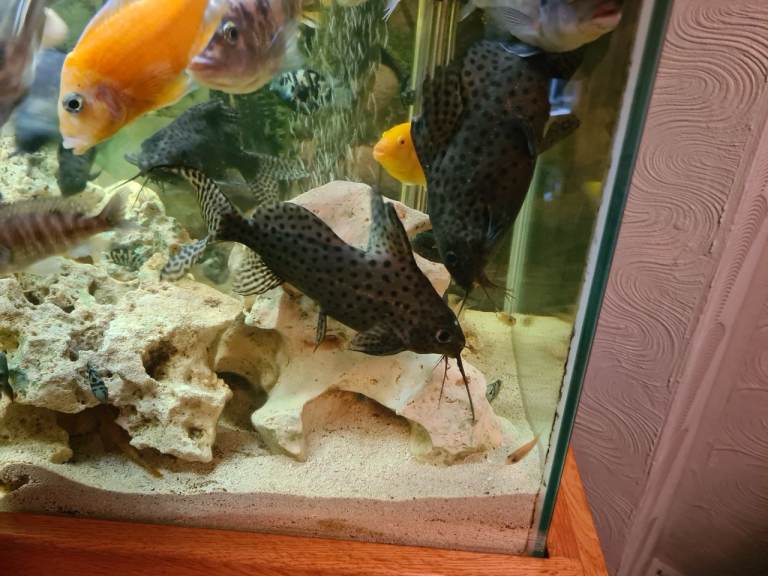 FAETHERFIN SQUEAKER SYNODONTIS CATFISH.