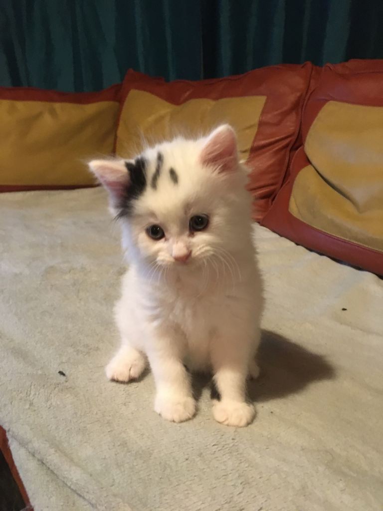 Ragdoll x British short hair 