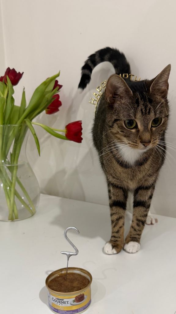 Loly the best cat ever