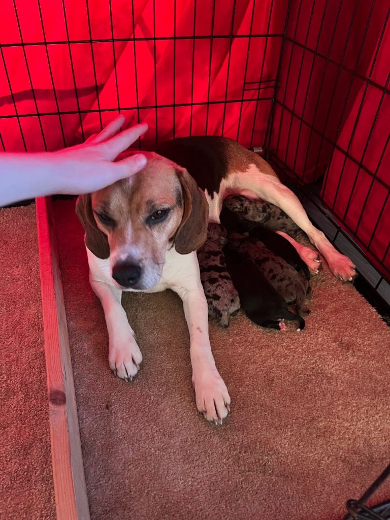 Poodle x Beagle puppies for sale