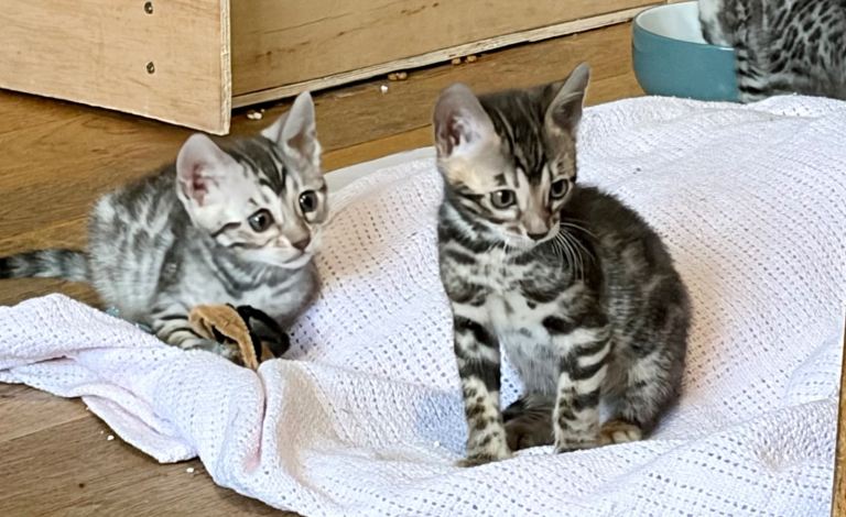 4 Gorgeous girl Bengal kittens 7 weeks old ready for reservation