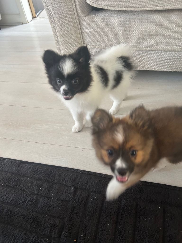 boy pomchi puppy