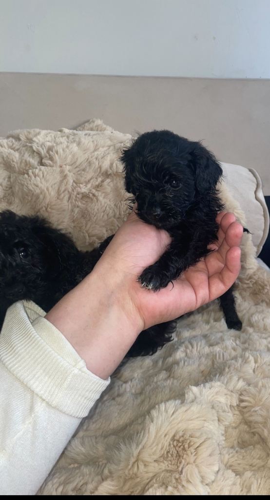 Poodle puppies 