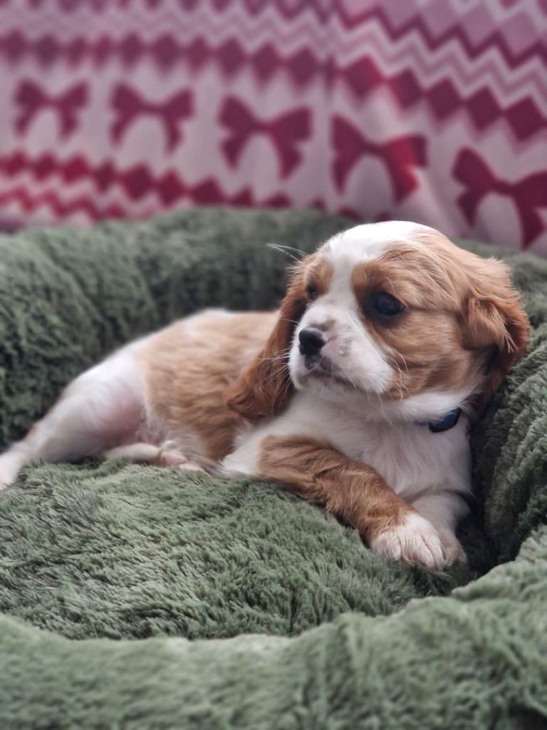 Kc cavalier king charles Spaniel 